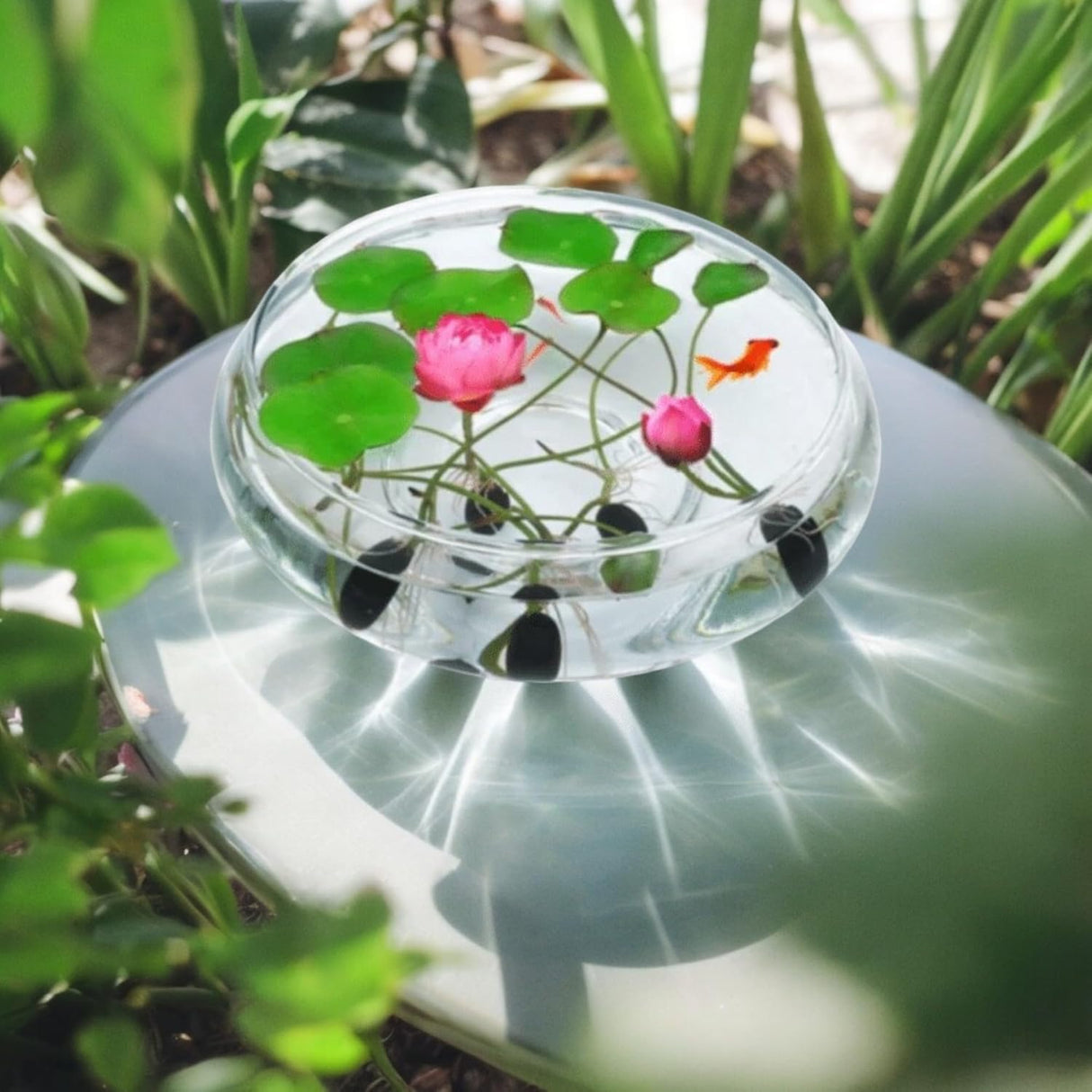 10pcs Semillas de Loto para Plantar - Acuáticas, No GMO