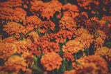 Paquete de 100 Semillas de Flores Valle Verde - Variedades