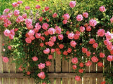 5 Semillas de Rosa Trepadora Fragante - Rosa - Flor Mariposa