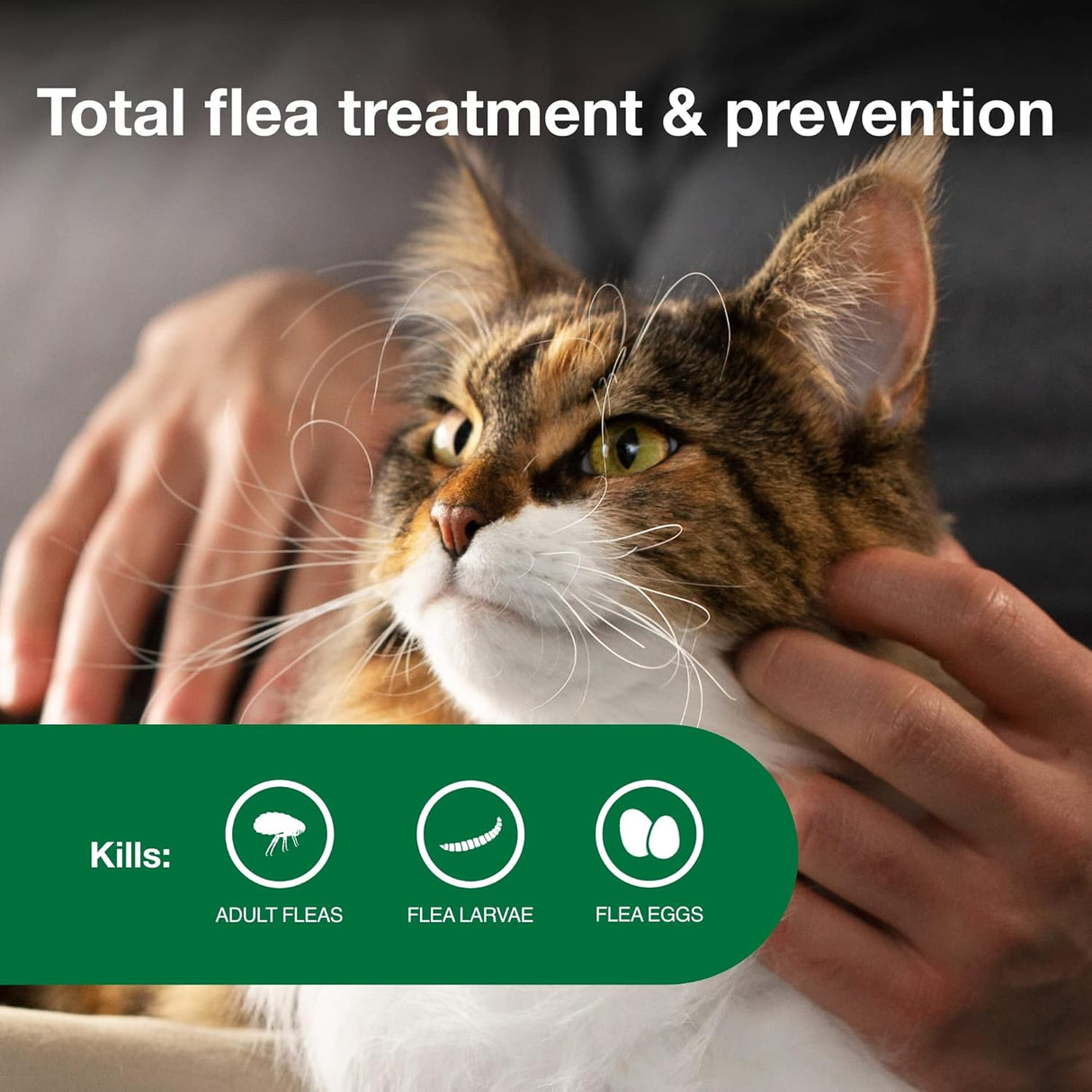 Tratamiento y prevención de pulgas
