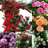 100 Pcs Semillas de Rosa Trepadora Fragante - Rosa Climber