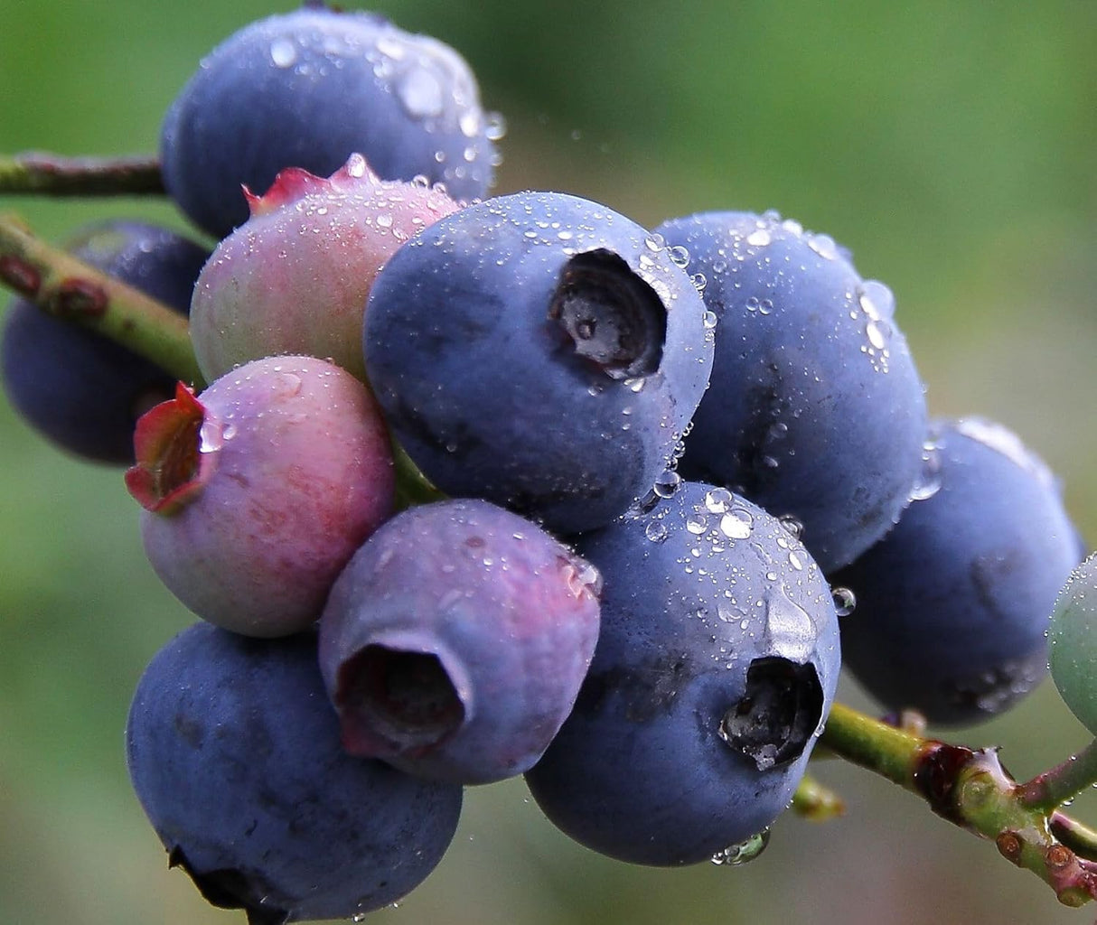 Semillas de Arándano 2g - Berry Fresh - Heirloom No-GMO