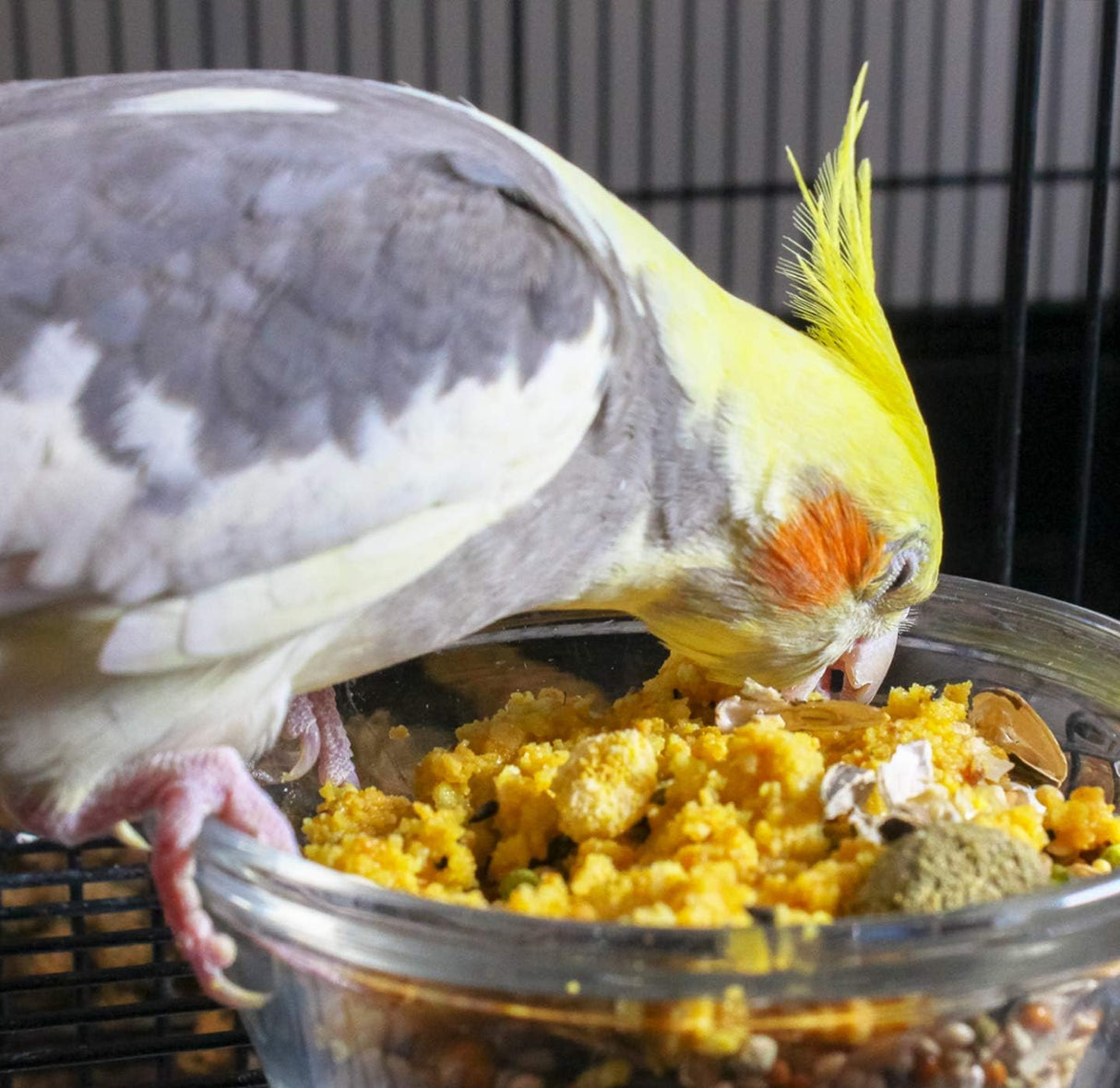 Quiko Complemento clásico de comida de huevo,  1.1 libras.