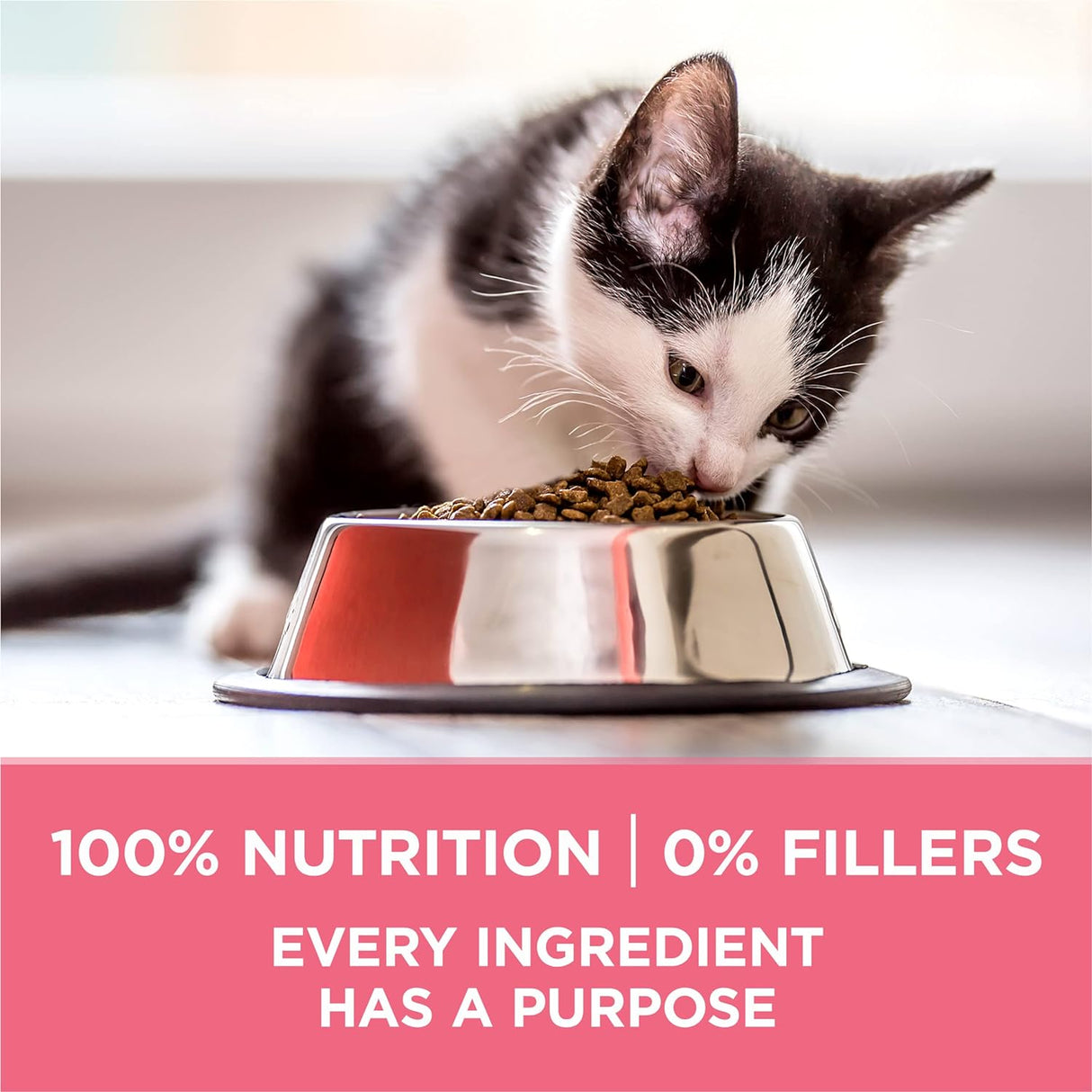 Alimento seco natural para gatitos fórmula saludable