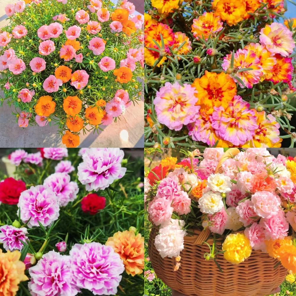 Semillas de Portulaca Doble para Jardín - 10000+ Semillas