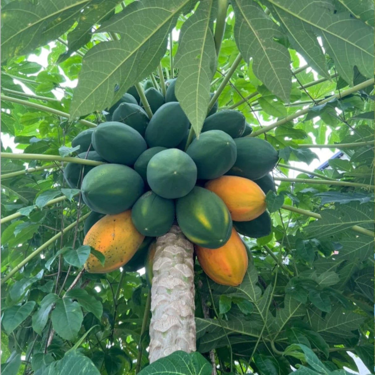 Semillas de Papaya Creamy NiRwa - Dulces y Nutritivas 50pcs