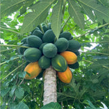 Semillas de Papaya Creamy NiRwa - Dulces y Nutritivas 50pcs