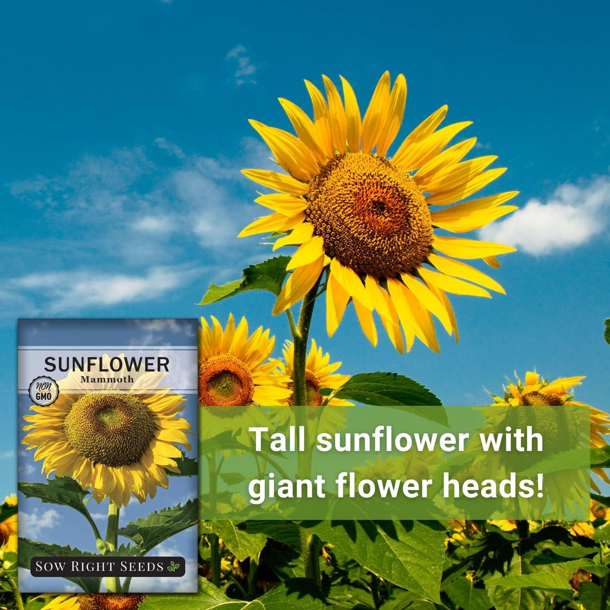 Semillas de Girasol Mammoth - Sow Right Seeds - No GMO (1)