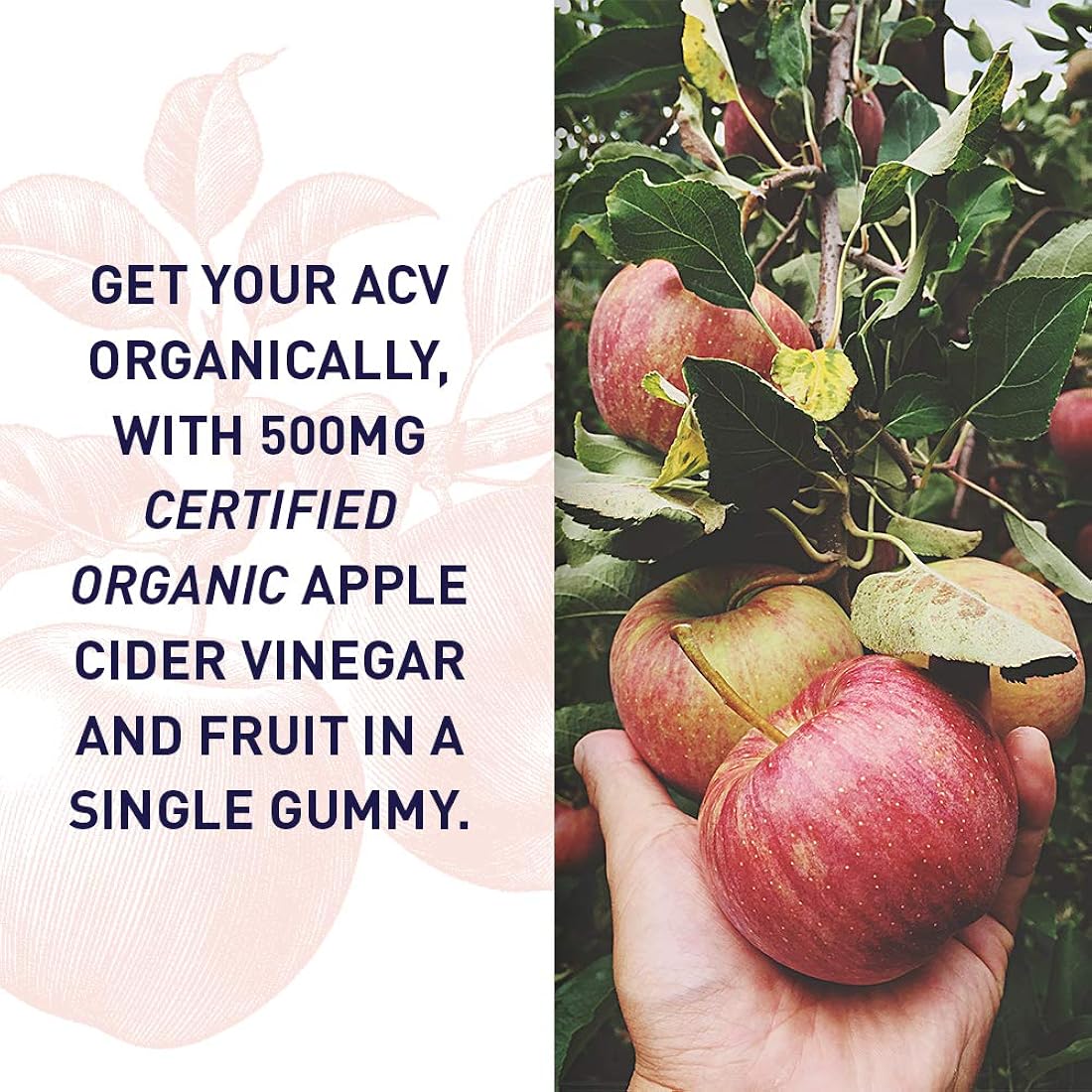 Suplementos de vinagre de sidra de manzana Vitaminas