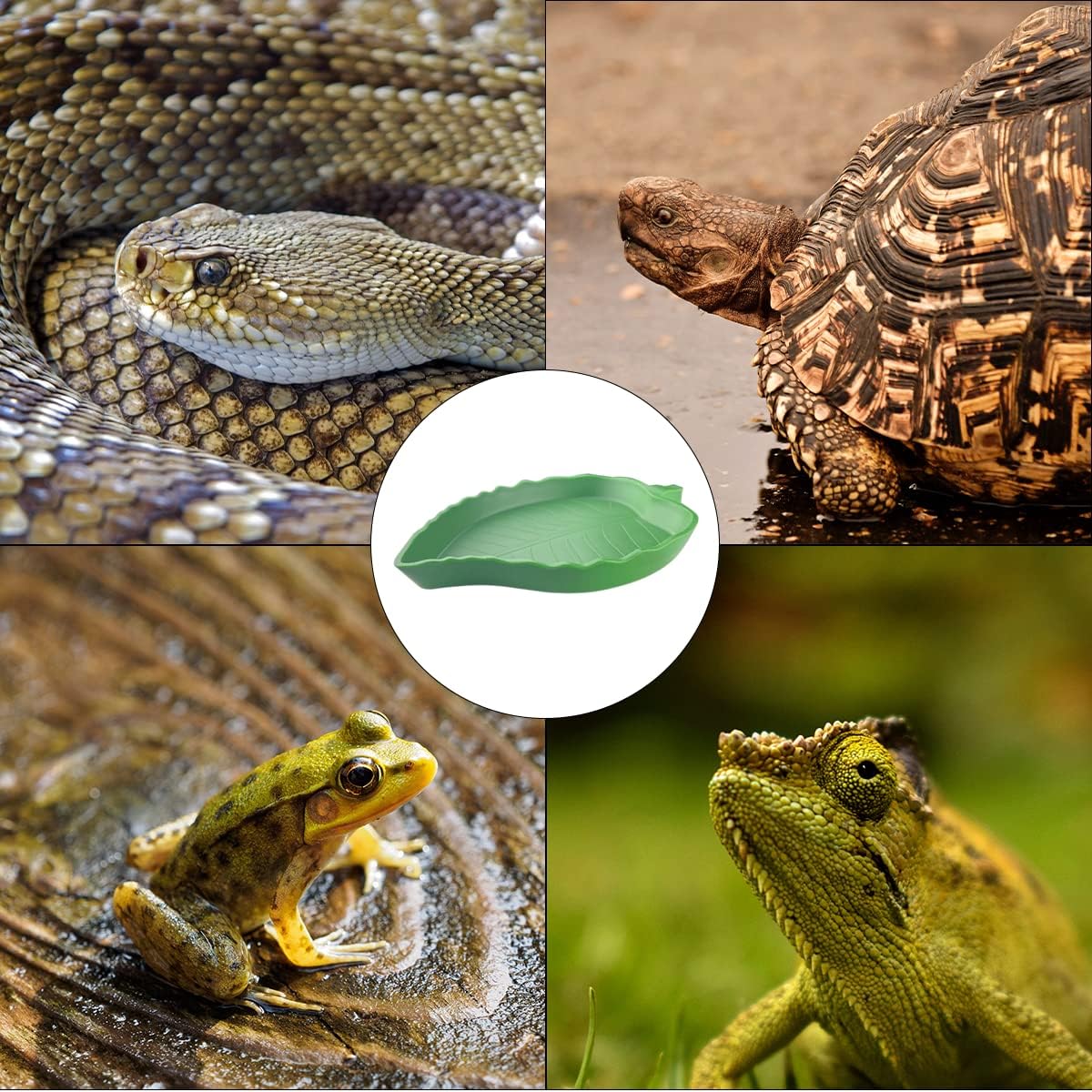 3 PCS Comedero para Tortugas y Plato de Agua, Reptiles