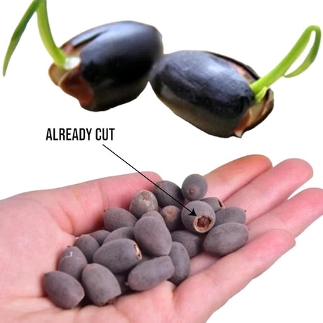 10pcs Semillas de Loto para Plantar - Acuáticas, No GMO
