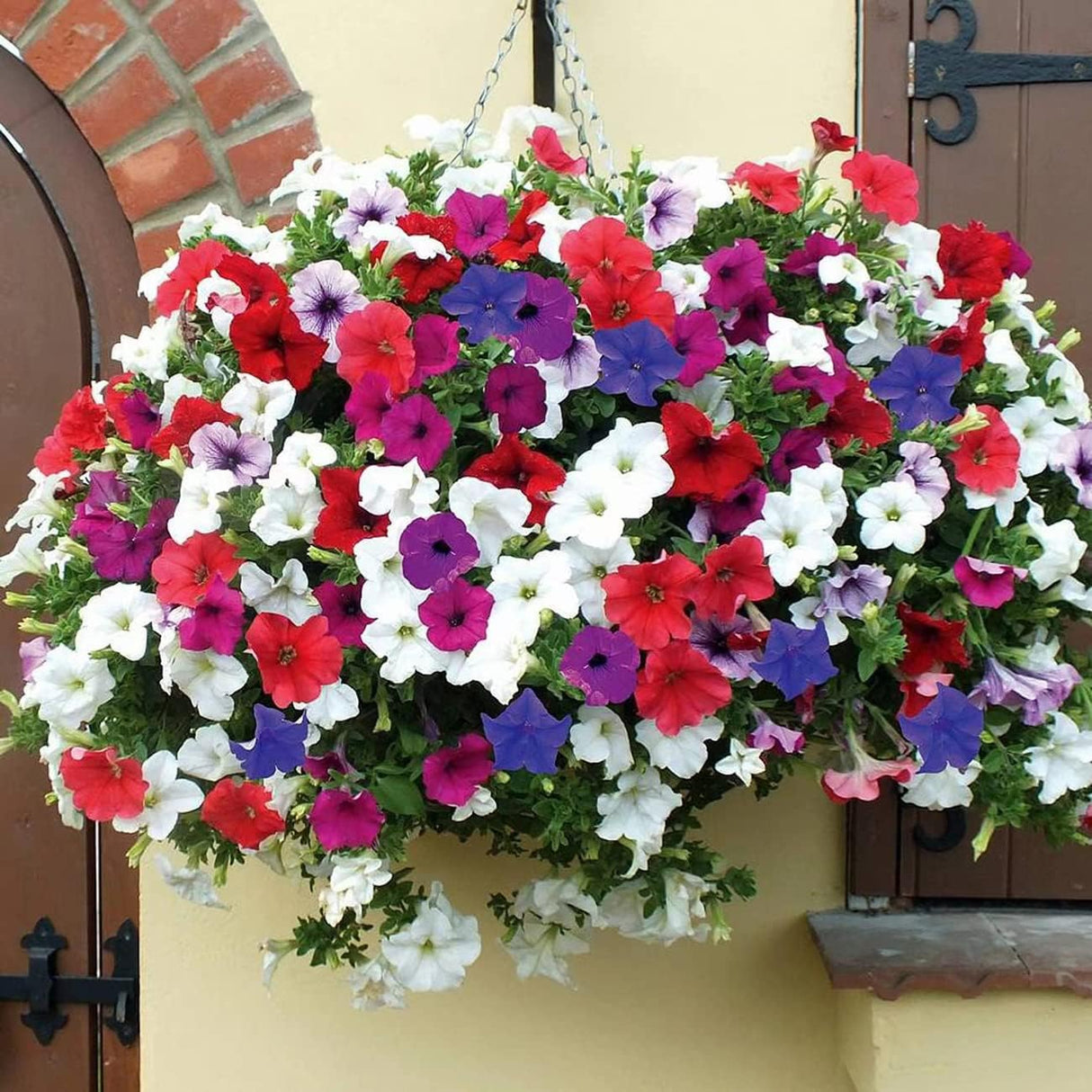 5000+ Semillas de Petunia Grandiflora para Jardín y Bonsai