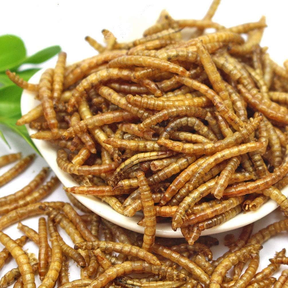 Comida para pájaros 11 libras de gusanos de harina secos