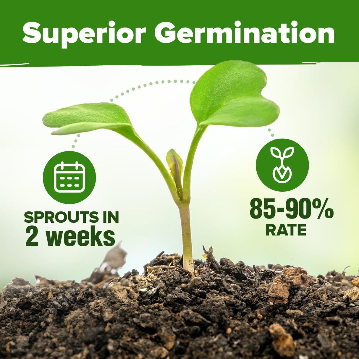Semillas de Hierbas Culinarias HOME GROWN - No GMO, 15 Variedades