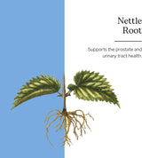 Nettle Root Eclectic Institute 90 CT Soporte Prostático y Urinario