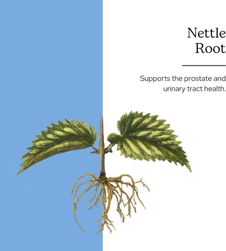 Nettle Root Eclectic Institute 90 CT Soporte Prostático y Urinario
