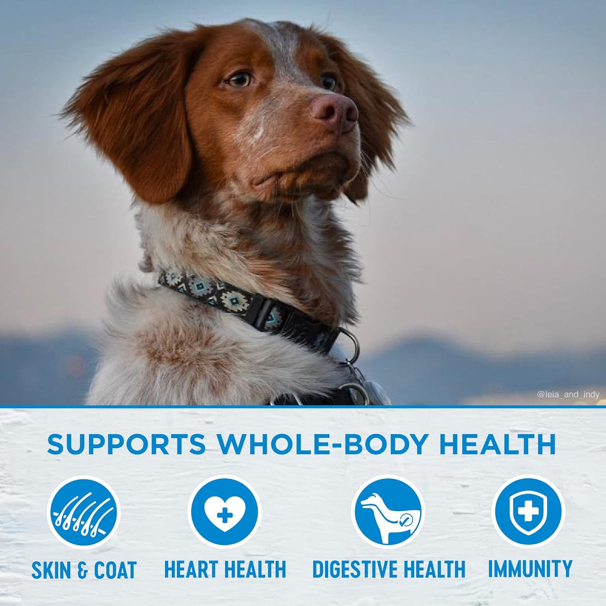 Comida seca para perro con ingredientes seleccionados Wellness