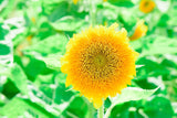 Semillas de Girasol Heirloom Non-GMO, Mezcla 15 Variedades