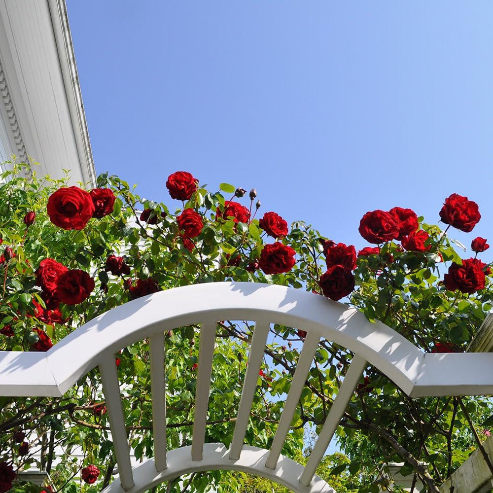 Rosa trepadora Heirloom Roses - Dublin Bay® - Planta viva