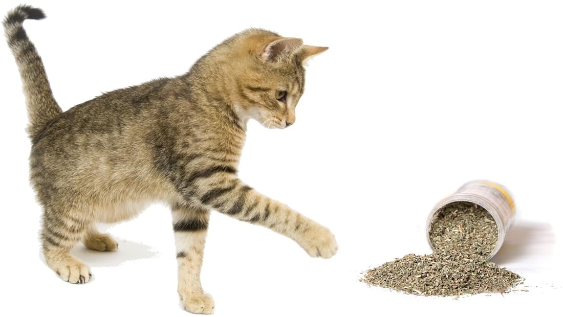 mezcla premium segura para gatos
