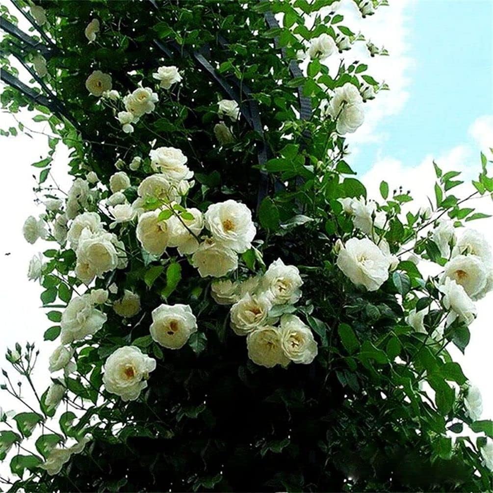 100 Pcs Semillas de Rosa Trepadora Fragante - Rosa Climber