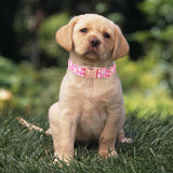 Collar de perro con hebilla metálica de seguridad ajustable