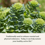Suplemento de apoyo al estrés Rhodiola Rosea 120cap veganas