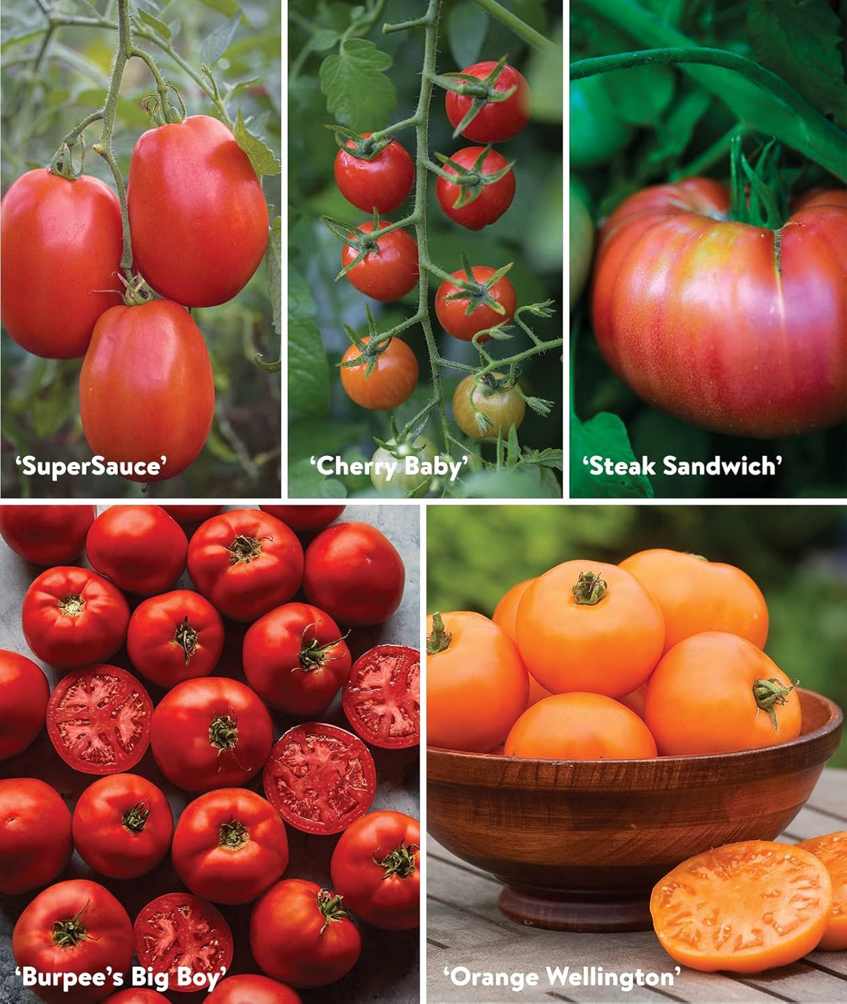 Semillas de Tomate No GMO Burpee, 10 Mejores para Jardín