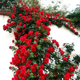 100 Pcs Semillas de Rosa Trepadora Fragante - Rosa Climber