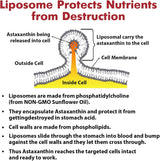 Suplementos Alimenticios de asstaxantina liposomal