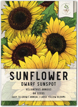 Semillas de Girasol Dwarf Sunspot - Seed Needs, 80 Heirloom