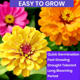 Semillas de Zinnia NatureZ, Pumila Mix, 4.2 g, al aire libre