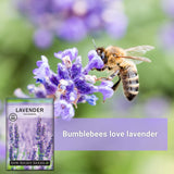 Semillas de Lavanda - Sow Right Seeds - No GMO, Perennes (1)
