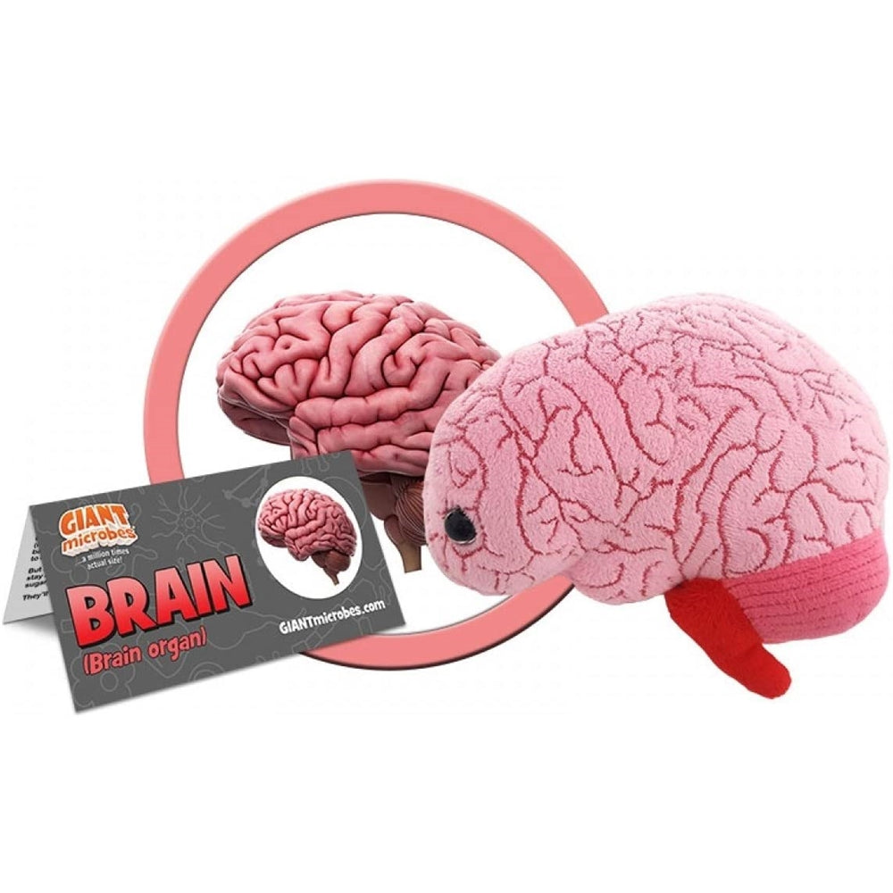 Peluche de órgano cerebral adorable regalo de biología