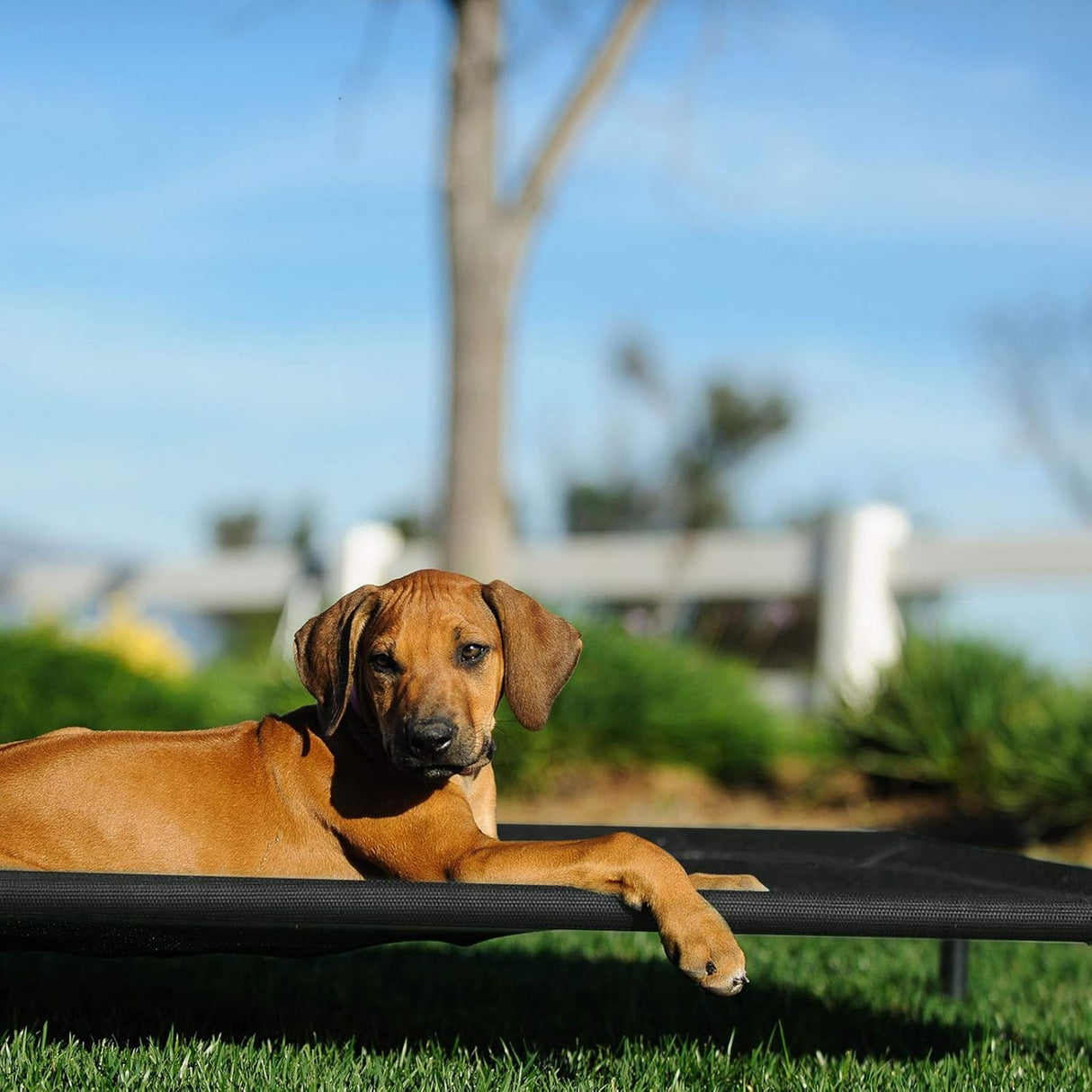 Cama Elevada para Perros Veehoo, Resistente y Lavable, CWC1803-L