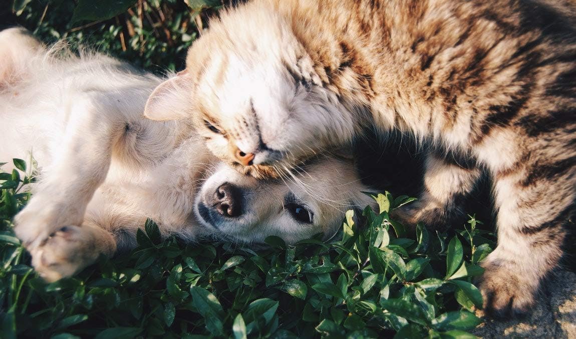 2 botellas de relajantes naturales para gatos VITAMINS LLC