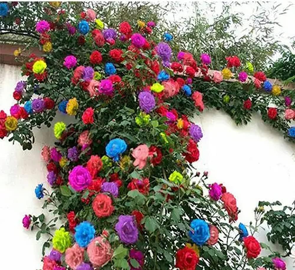 Semillas de Rosa Trepadora 200+ para Plantar al Aire Libre