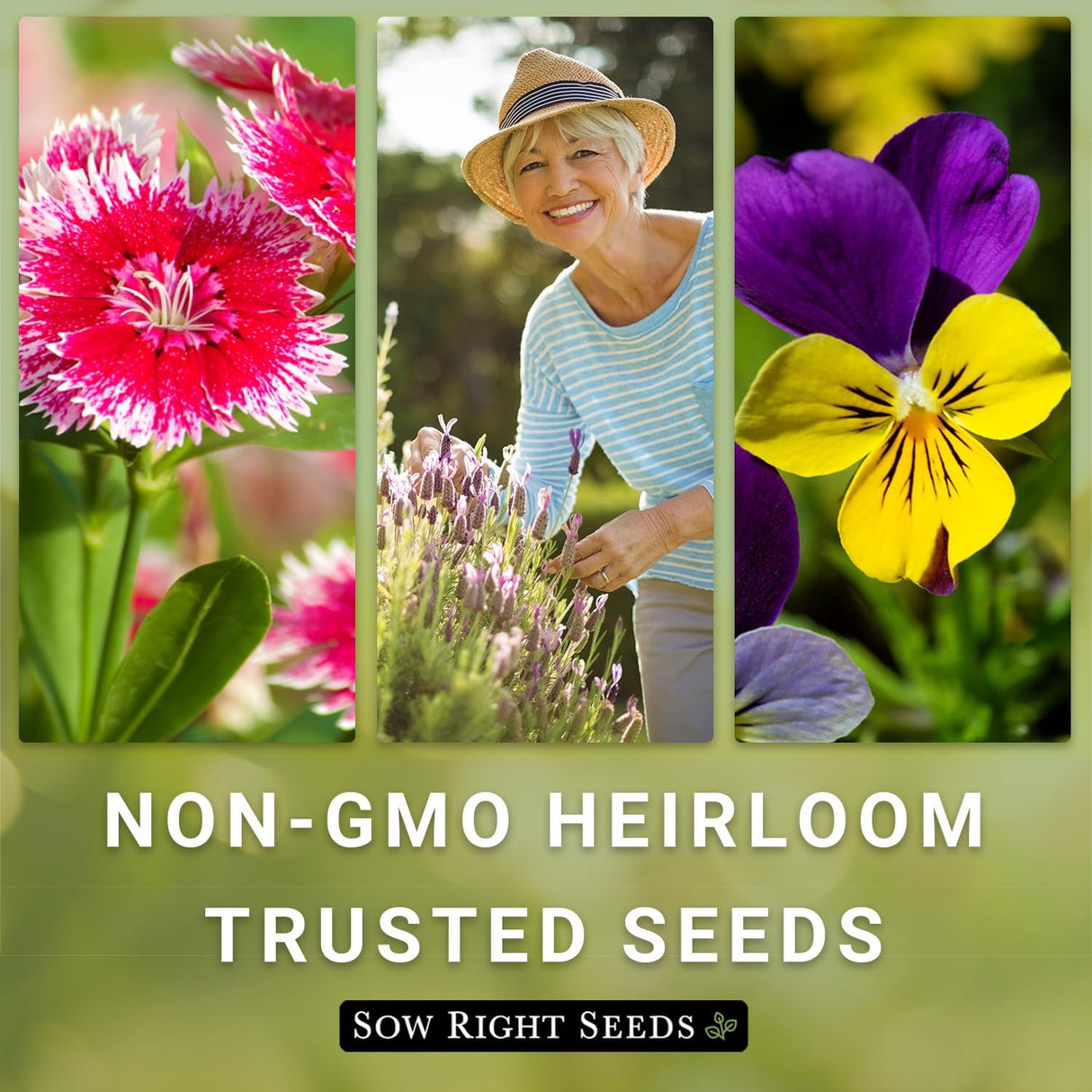 Semillas de Tomillo Rastrero - Sow Right Seeds - No GMO - 1 paquete