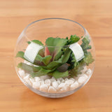 WGV - Jarrón de vidrio, diámetro de 8 pulgadas, altura 6.5 pulgadas, ancho abierto de 3.75 pulgadas, múltiples opciones de tamaño), maceta de burbujas transparentes para decoración del hogar, eventos