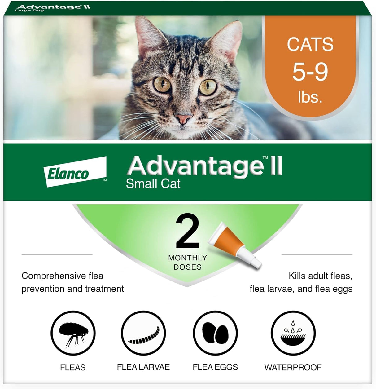 Tratamiento y prevención de pulgas para gatos pequeños