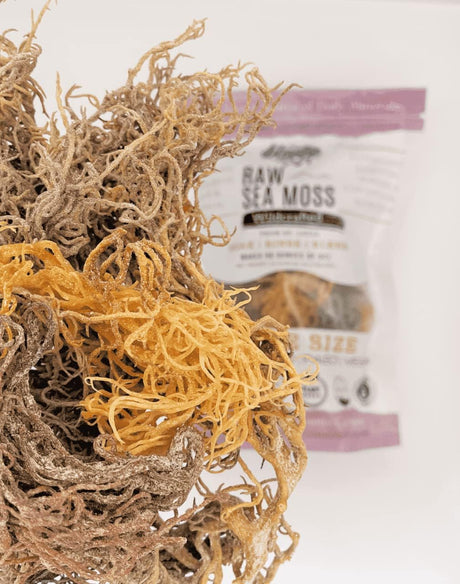 Alga Marina | Rainbow | Gel de 24oz | Crua + No GMO | Seco al Sol | Cazada Salvaje
