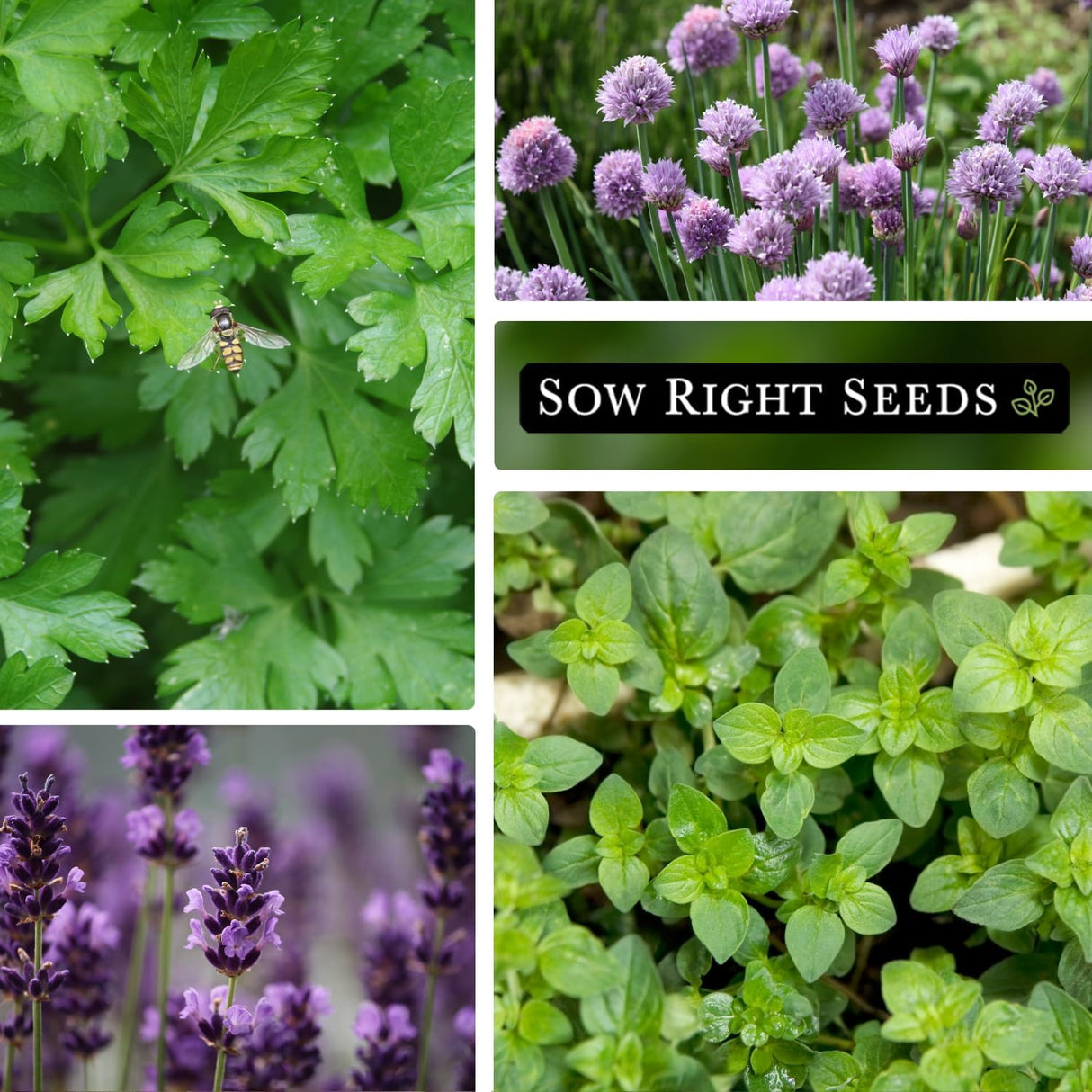 Colección de Semillas de Hierbas - Sow Right Seeds - No GMO