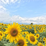 Semillas de Girasol Heirloom Non-GMO, Mezcla 15 Variedades
