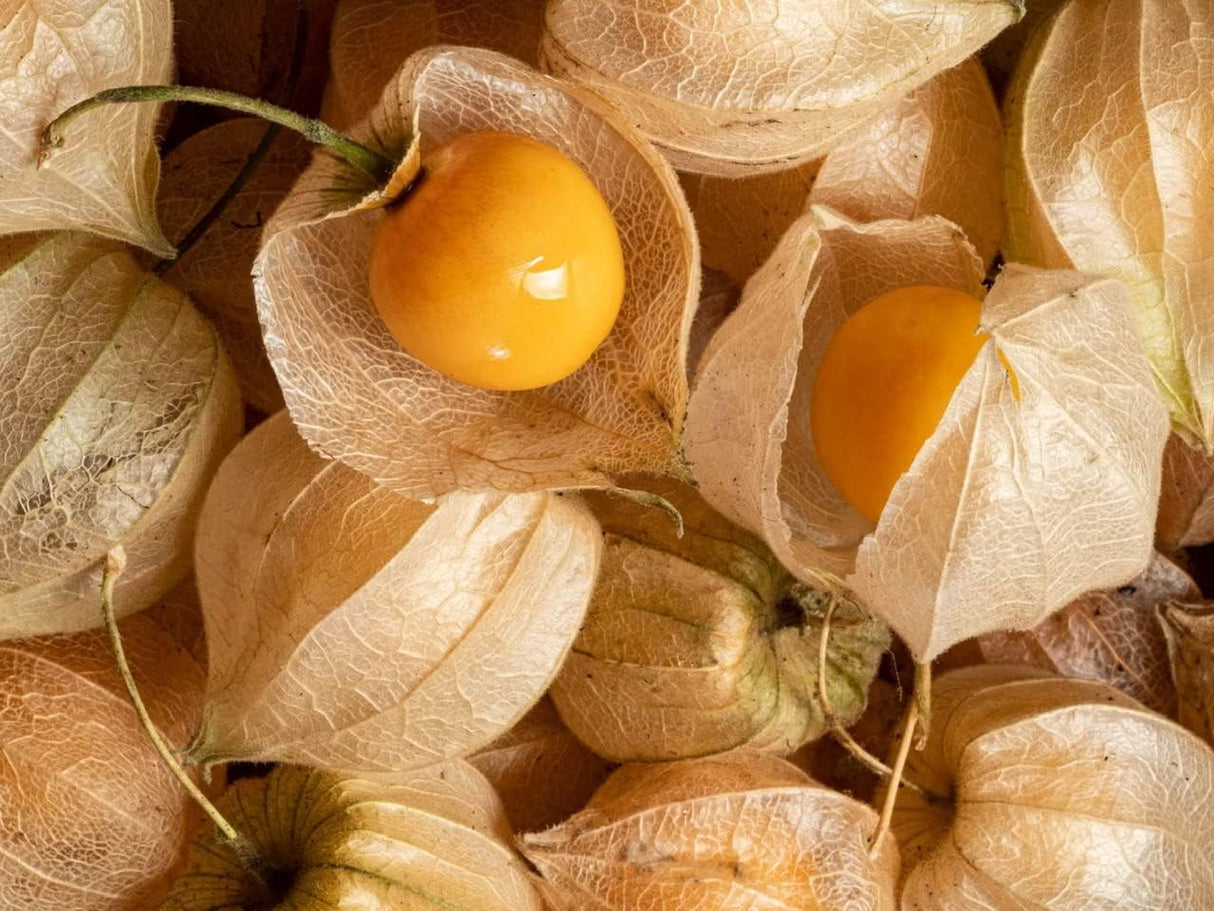 Semillas de Tomatillo Gaea's Blessing - No-GMO, Herencia, Abiertas