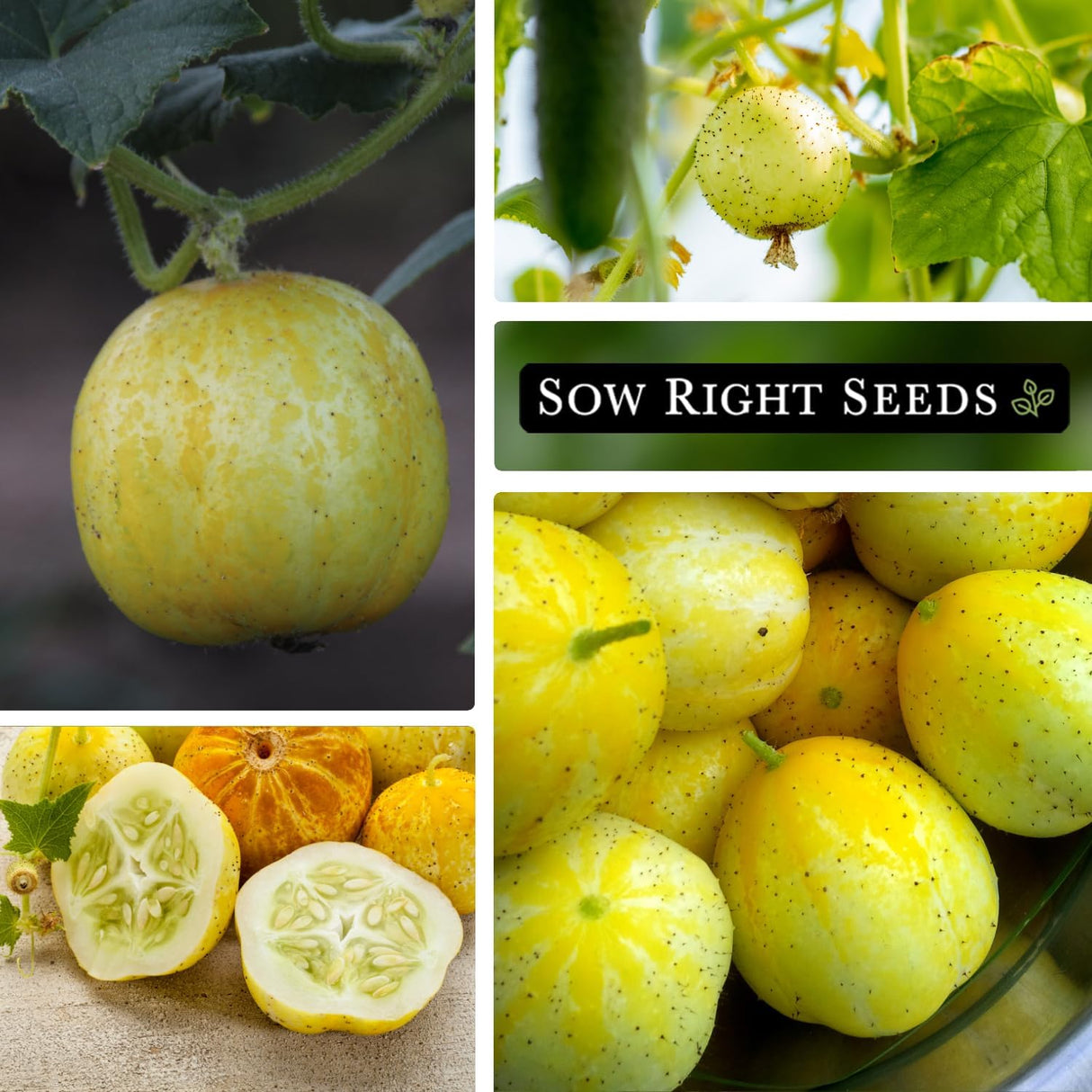 Semillas de Pepino Limón - Sow Right Seeds - No GMO, Redondo