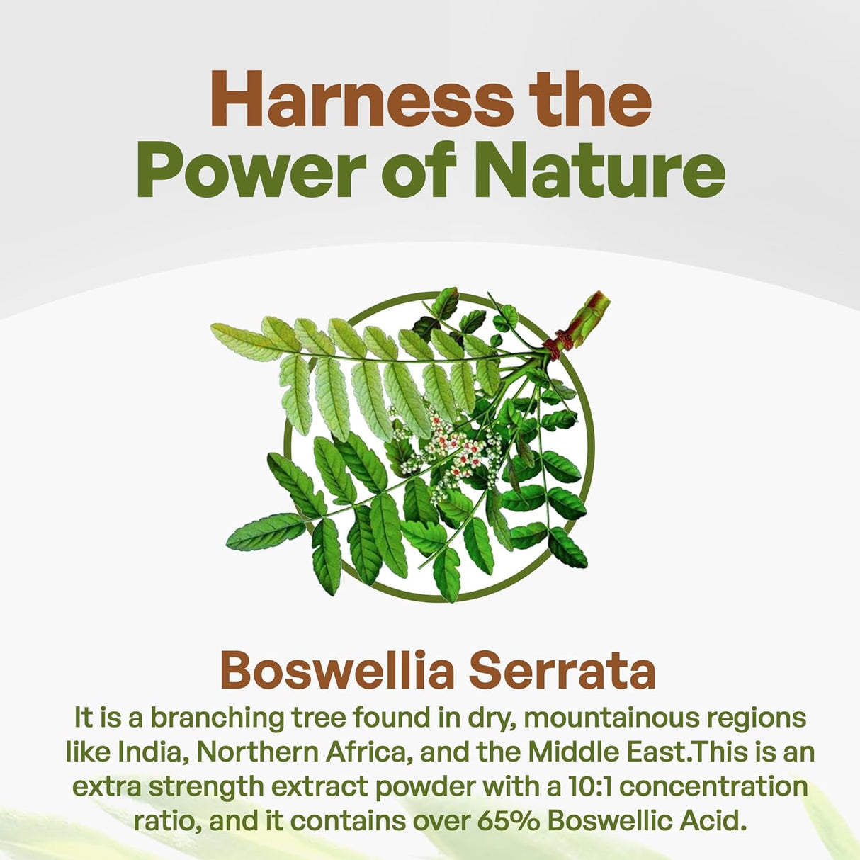 Extracto de Boswellia Serrata 10:1 65% Ácido Boswélico Apoyo Articular
