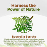 Extracto de Boswellia Serrata 10:1 65% Ácido Boswélico Apoyo Articular