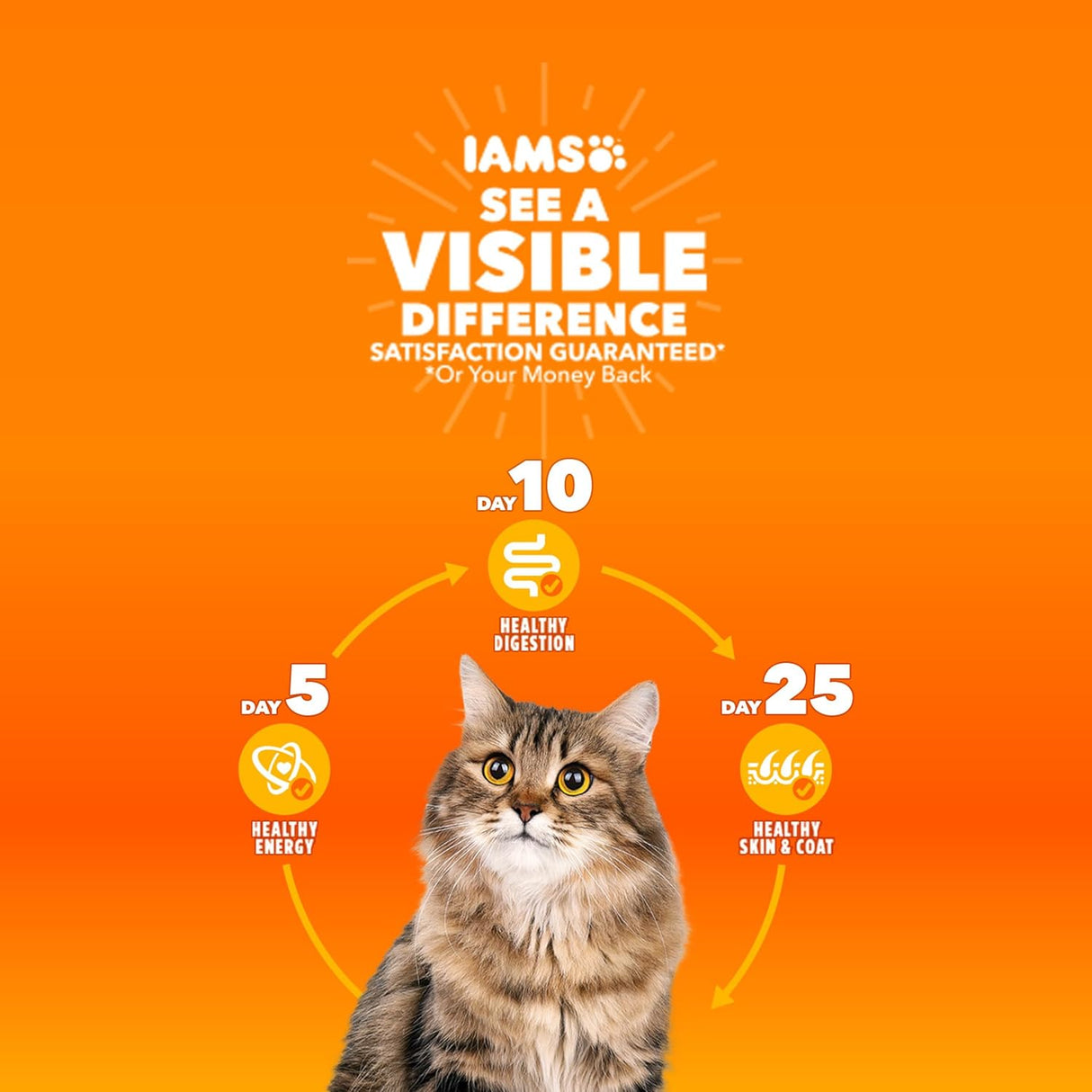 IAMS Proactive Health Alimento Seco Gato Indoor Control Peso 7 lb
