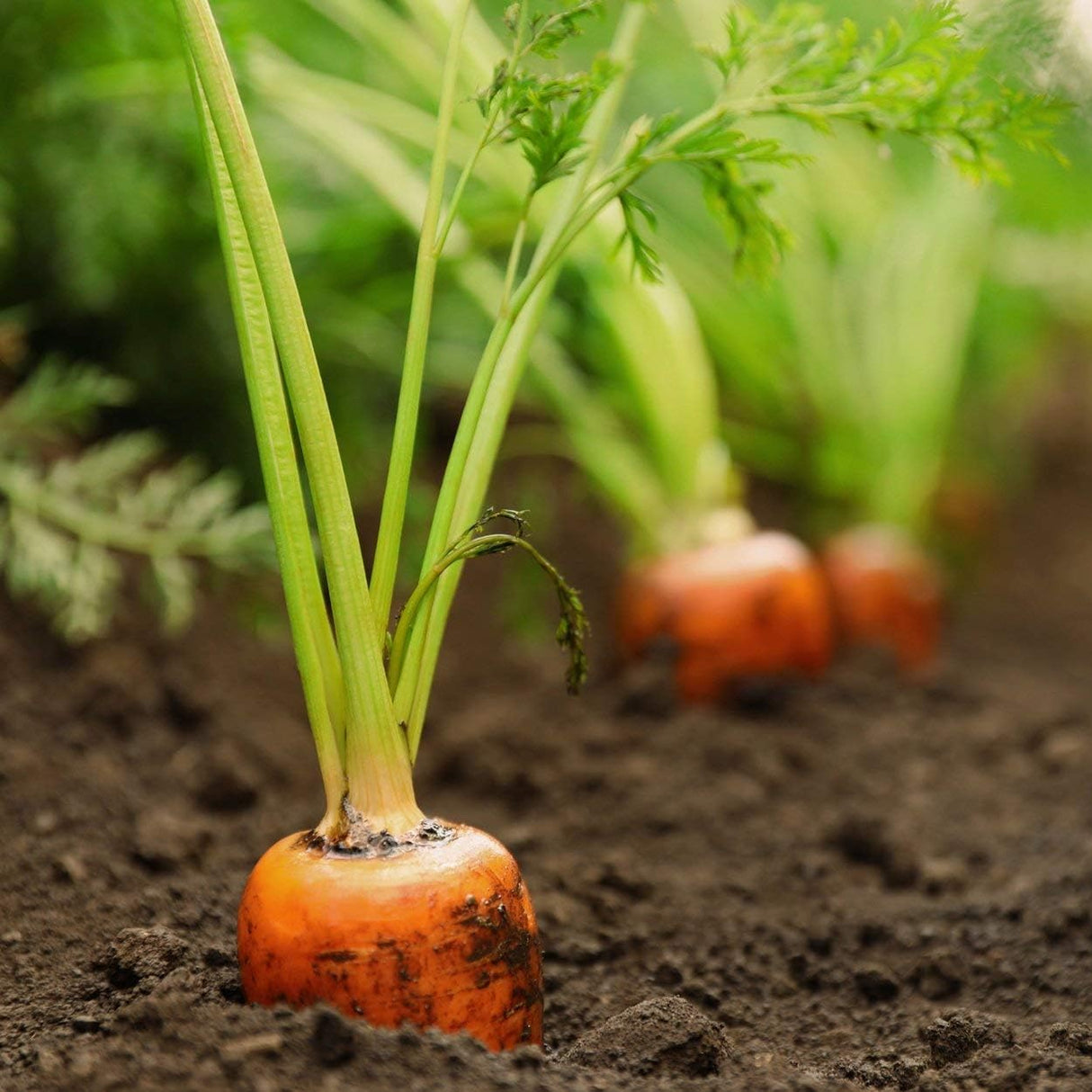 Semillas de Zanahoria Tendersweet - Old Farmer's Almanac - 2600 Semillas