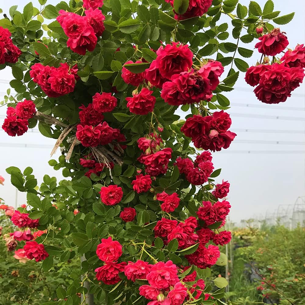 Semillas de Rosa Trepadora 200+ para Plantar al Aire Libre